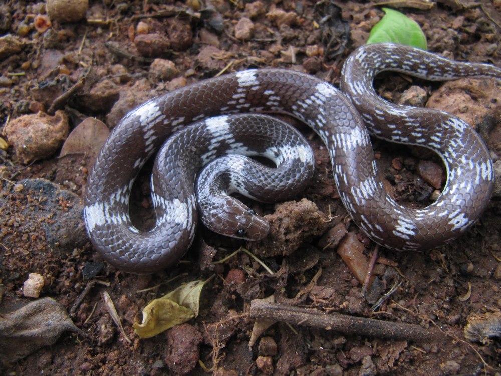 Lycodon aulicus