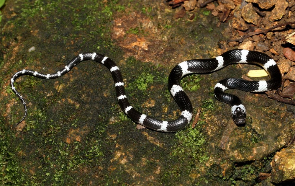 Lycodon subcinctus