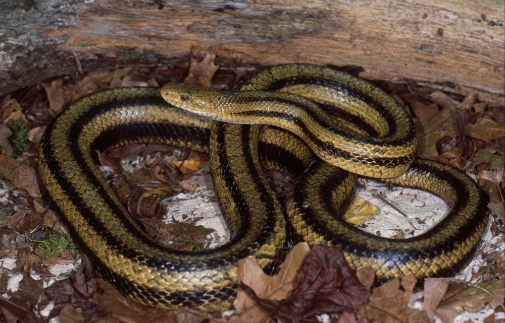 Ptyas nigromarginata