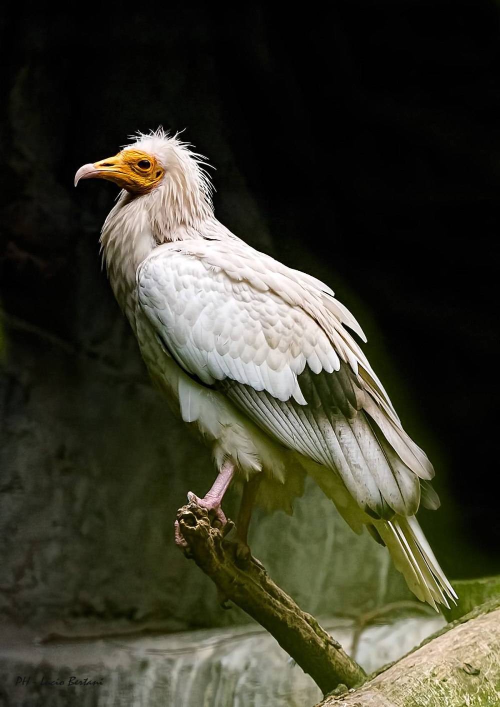 Стервятник обыкновенный. (Neophron percnopterus)