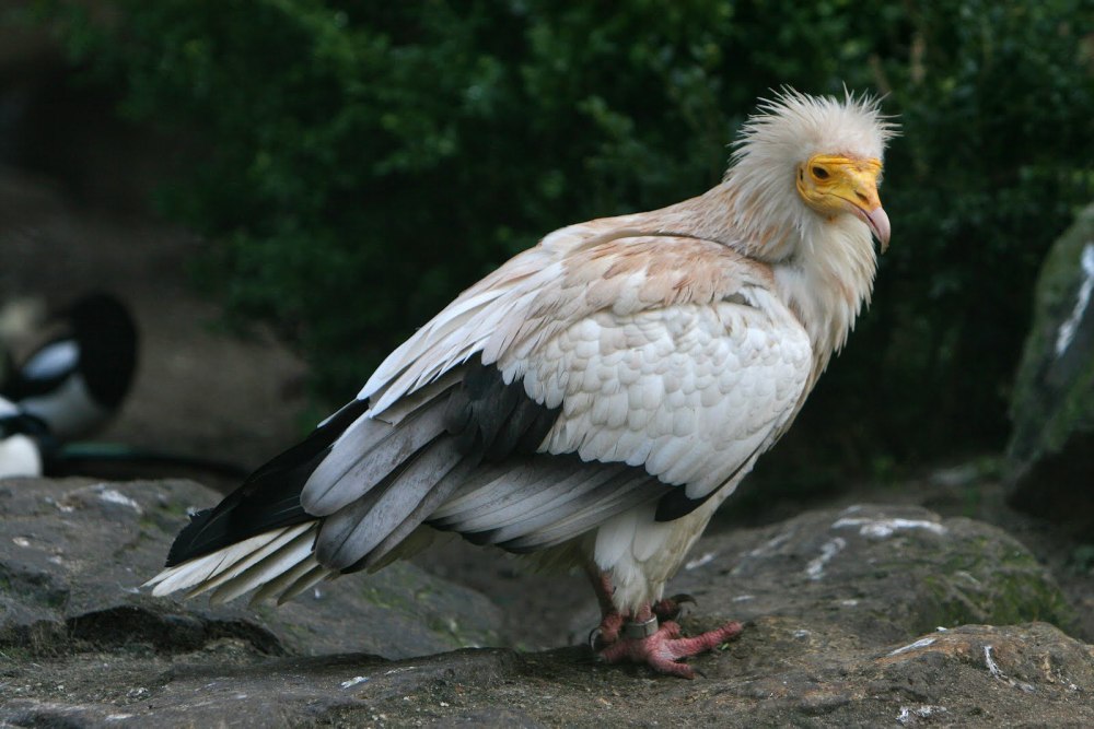 Neophron percnopterus птица