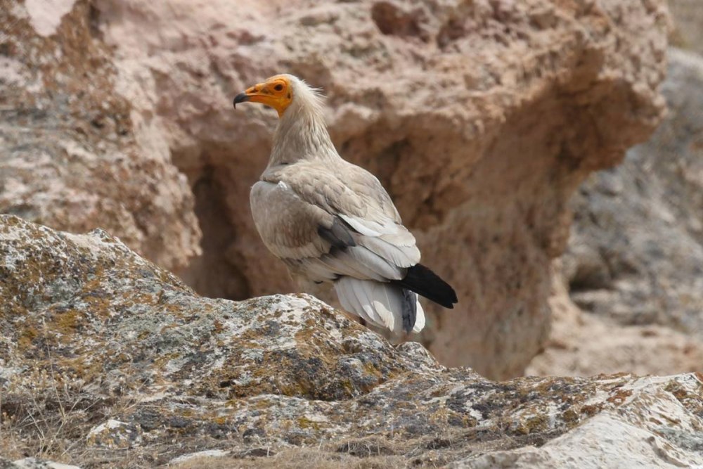 Стервятник Neophron percnopterus