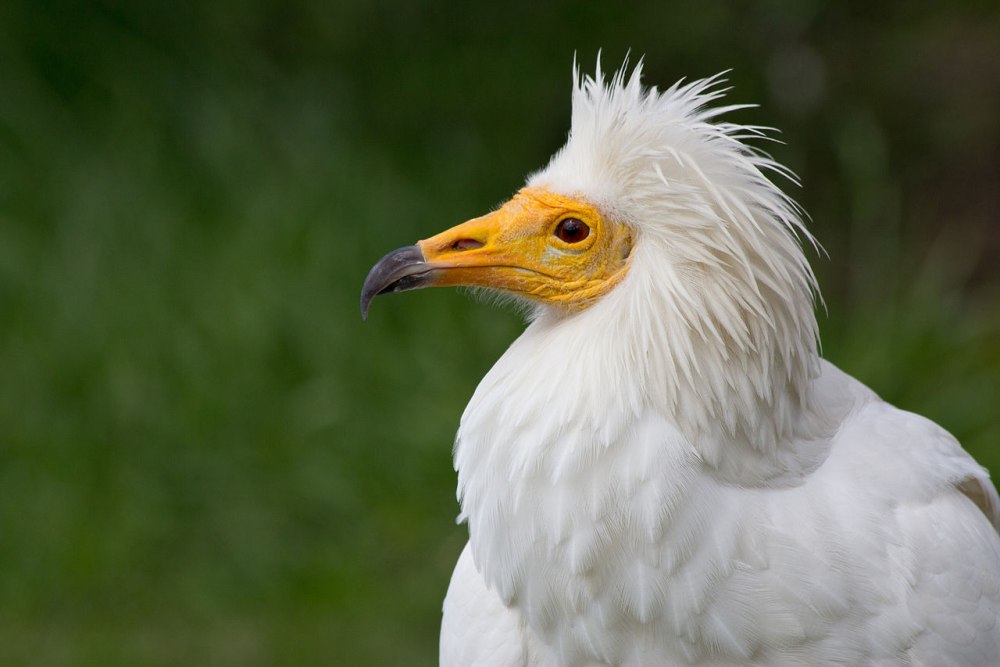 Neophron percnopterus камень яйцо