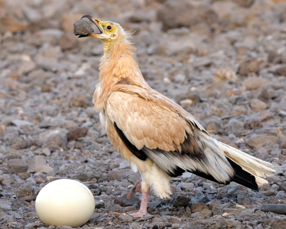 Neophron percnopterus