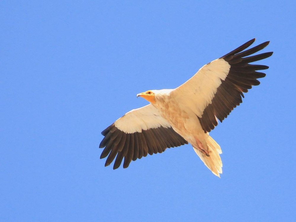 Neophron percnopterus птица