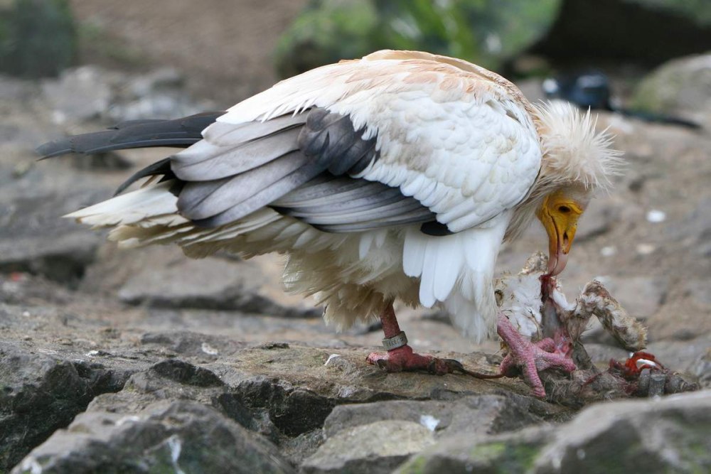 Neophron percnopterus