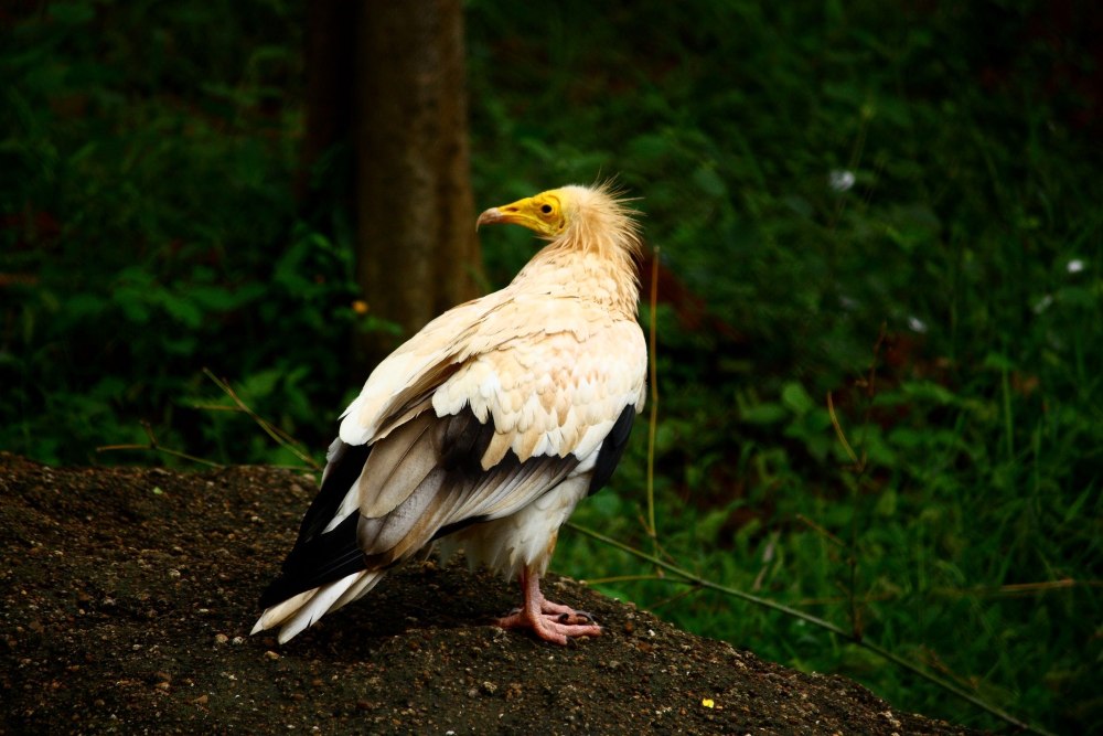 Neophron percnopterus