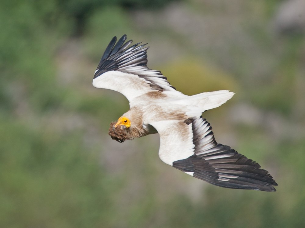 Neophron percnopterus птица