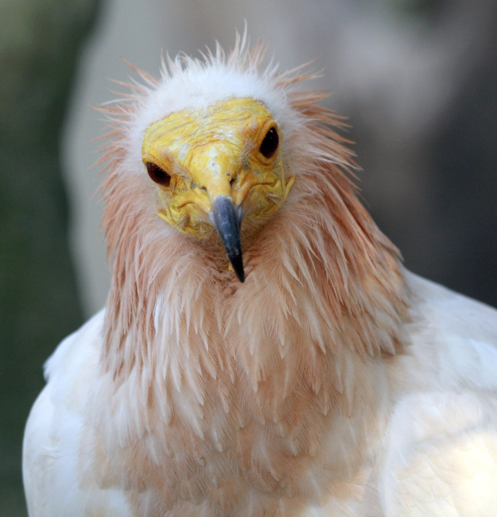 Neophron percnopterus