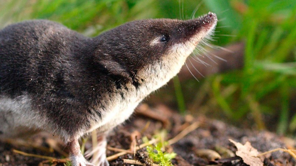 Водяная землеройка кутора