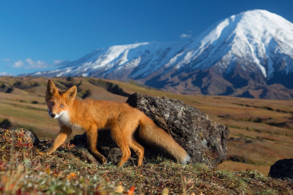 Природный парк Ключевской Камчатка фауна
