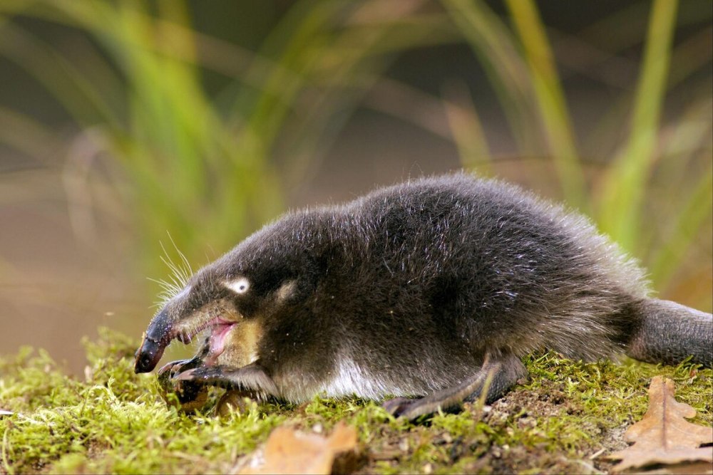 Обыкновенная кутора