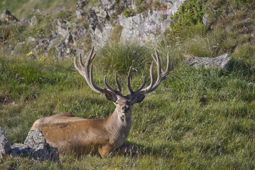 Кавказский заповедник благородный олень