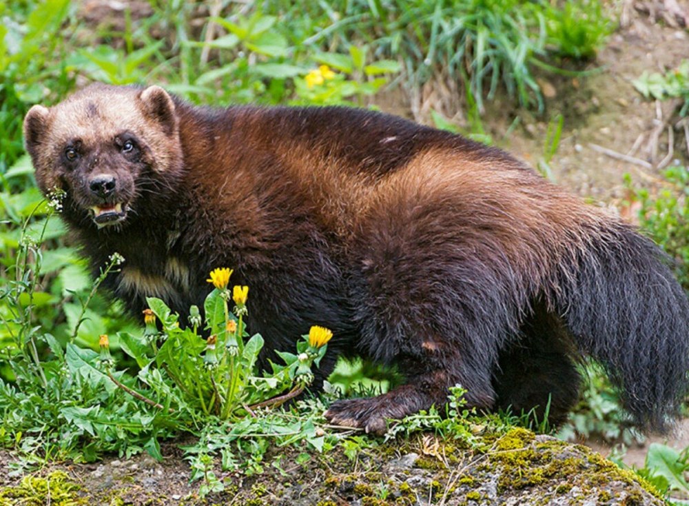 Росомаха Сибирская