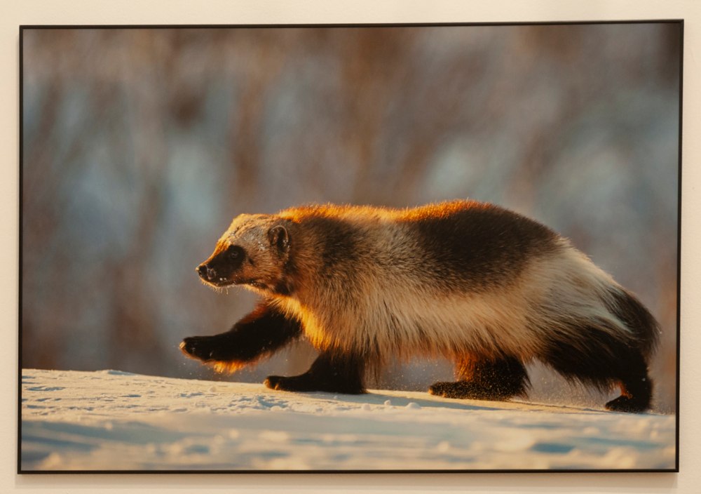 Росомаха (Gulo Gulo)