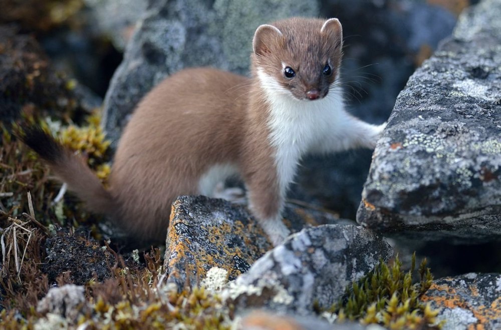 Солонгой Дальневосточная популяция