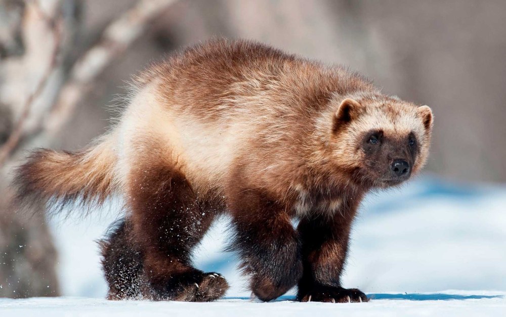 Росомаха (Gulo Gulo)