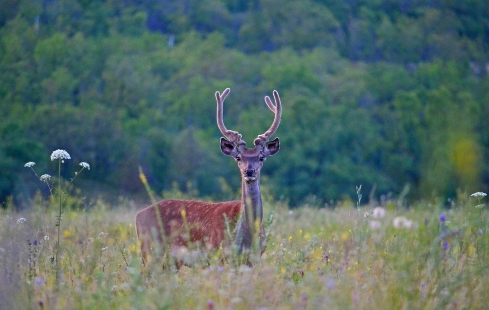Олени в Саратовской области