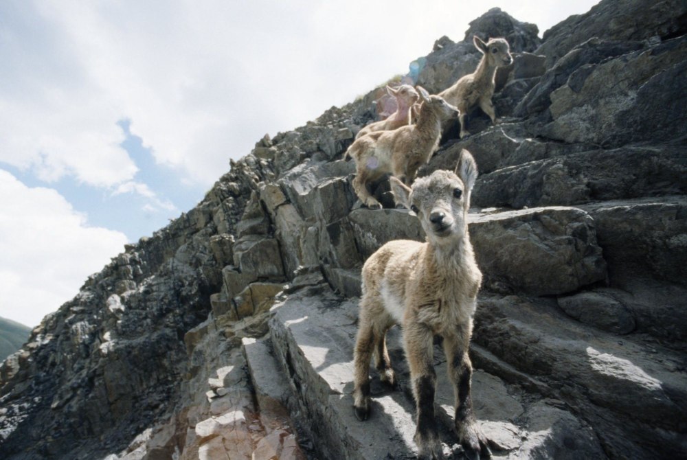 Горный козел Северная Осетия Алания