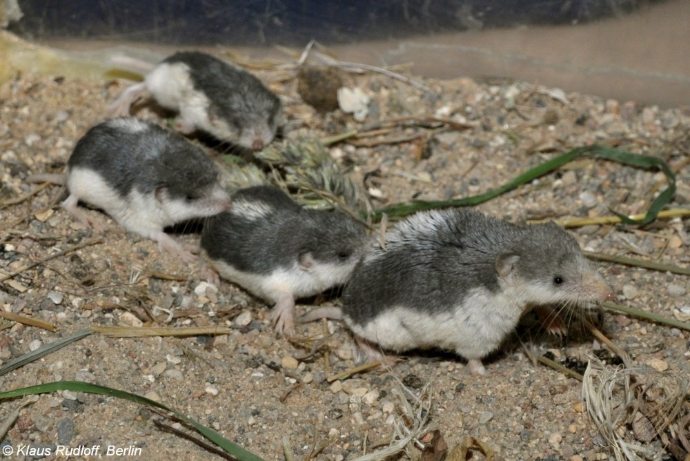 Пегий путорак