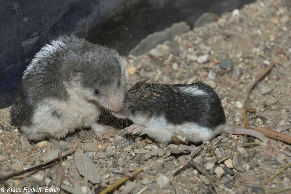 Пегий путорак