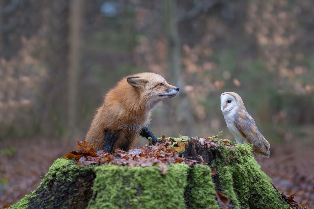 Забавные животные в лесу