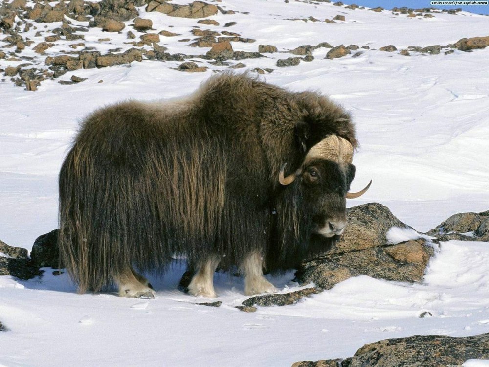 Гренландский овцебык