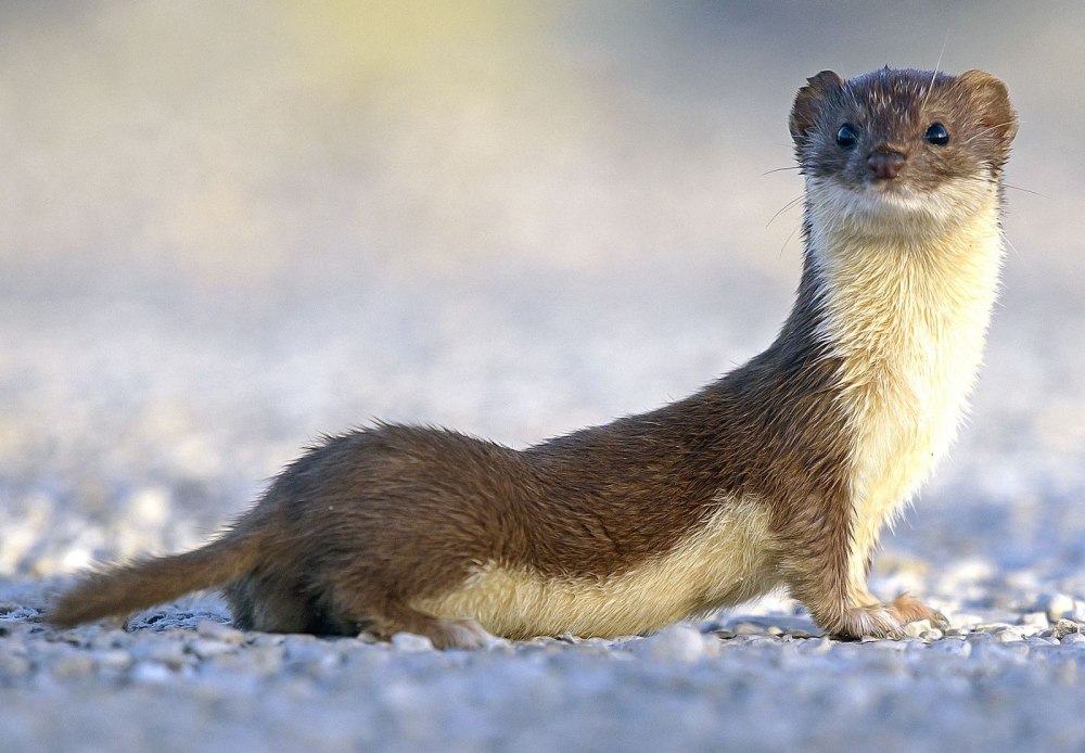 Солонгой Дальневосточная популяция