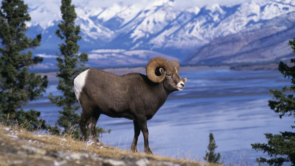 Алтайский горный баран аргали