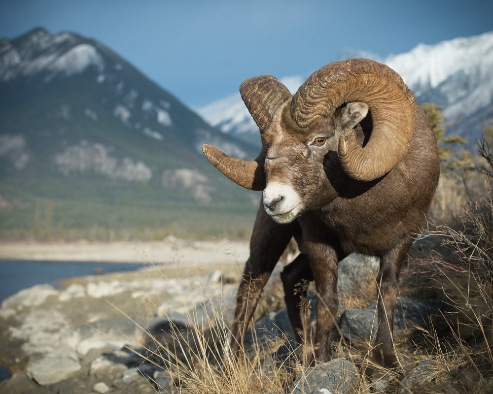 Снежный баран Чубук