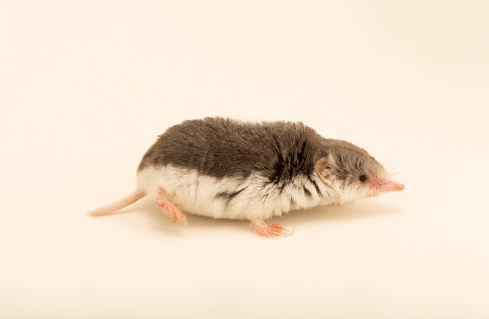 Diplomesodon pulchellum