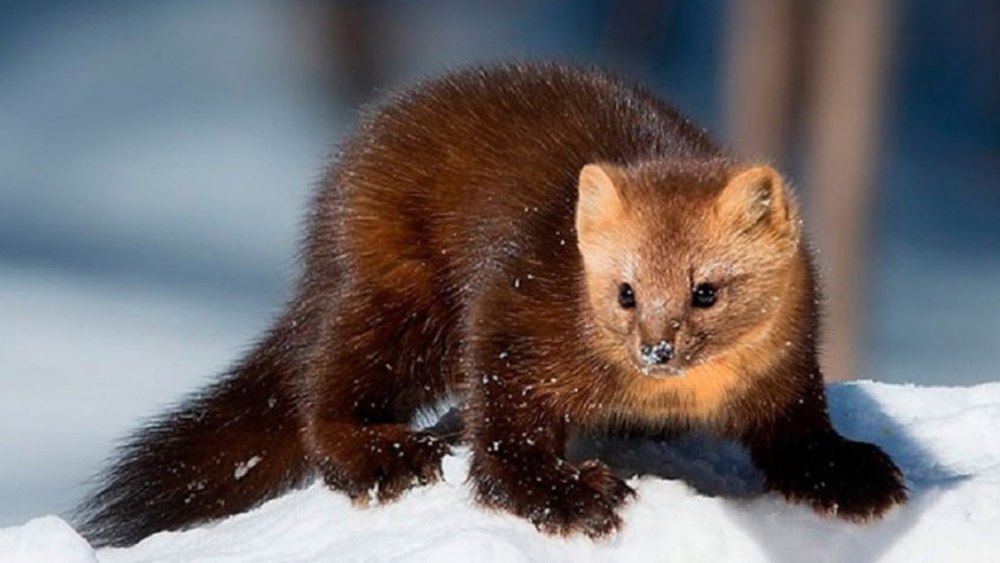 Соболь - martes zibellina