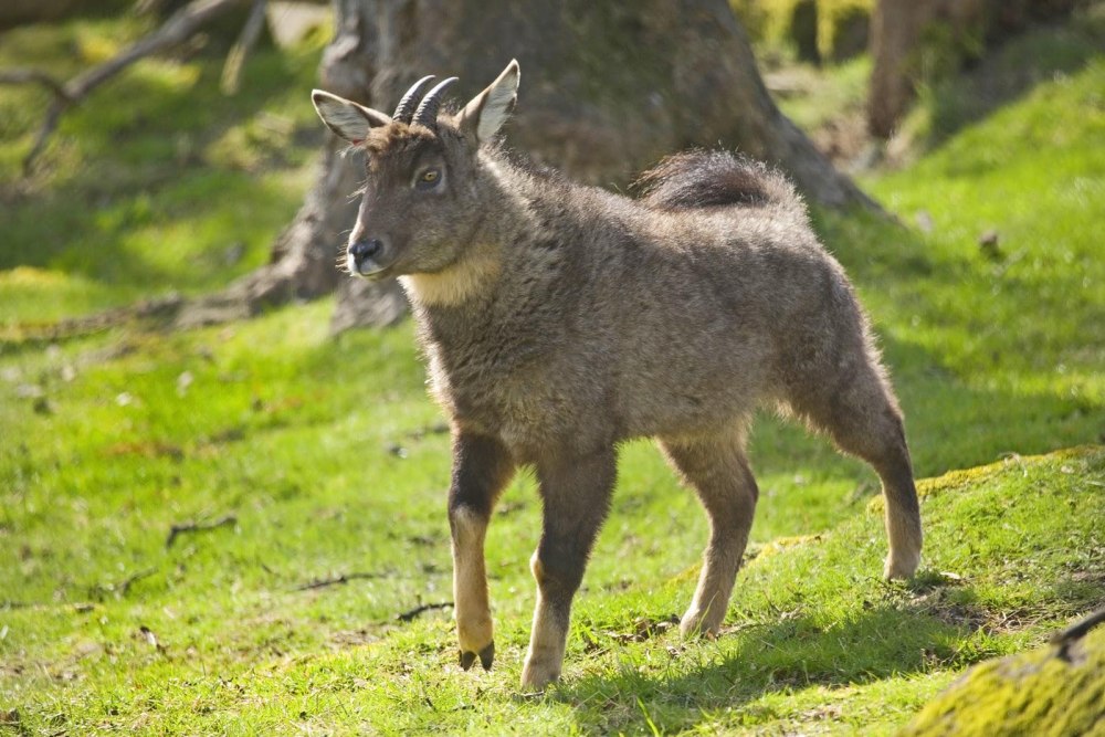 Амурский горал Nemorhaedus caudatus
