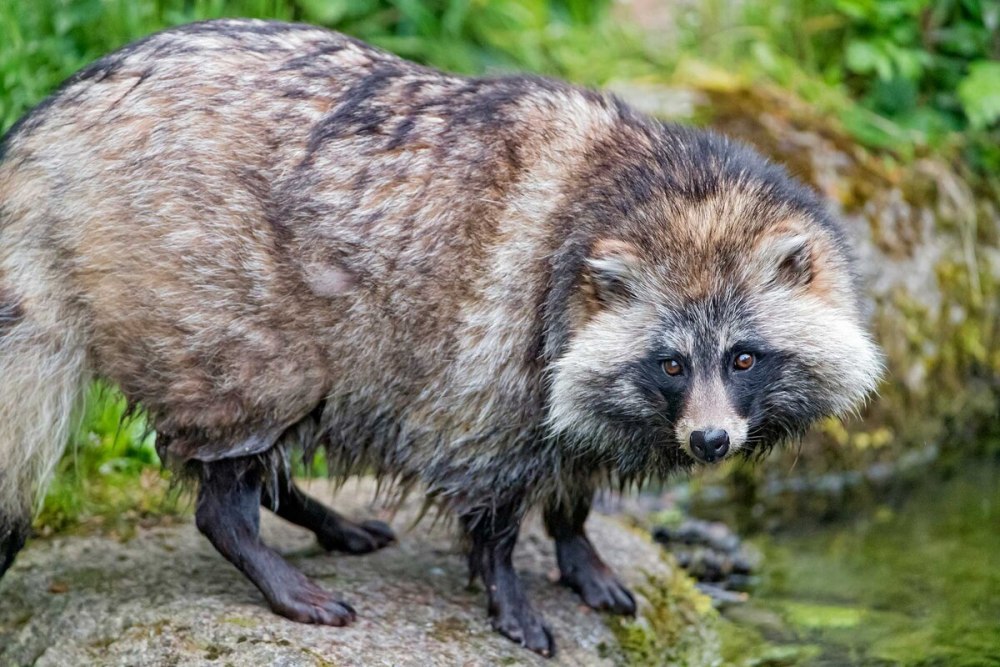 Raccoon Dog