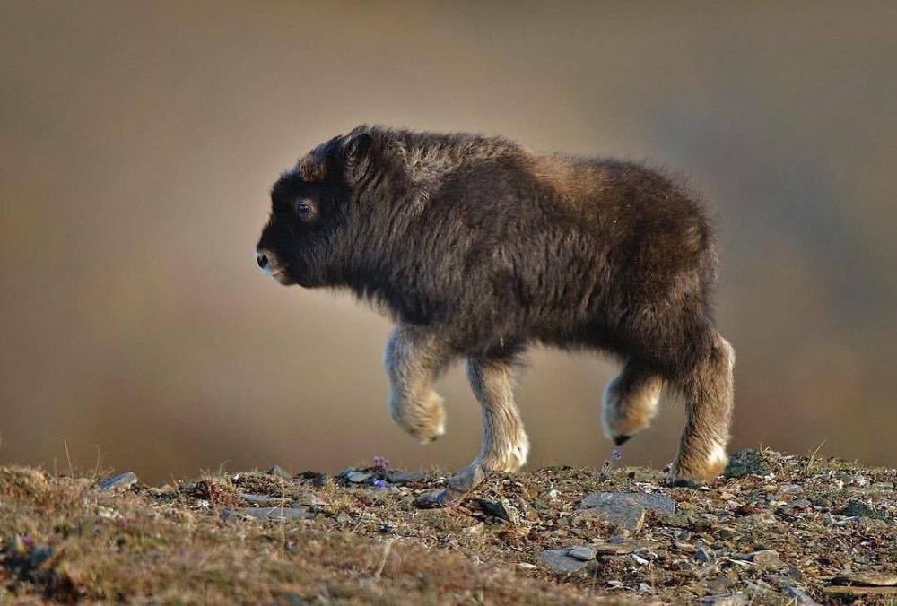 Овцебык теленок