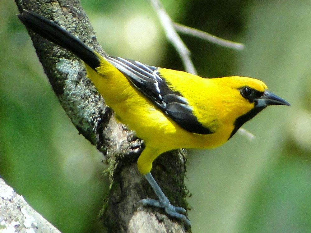 Icterus Melanopsis