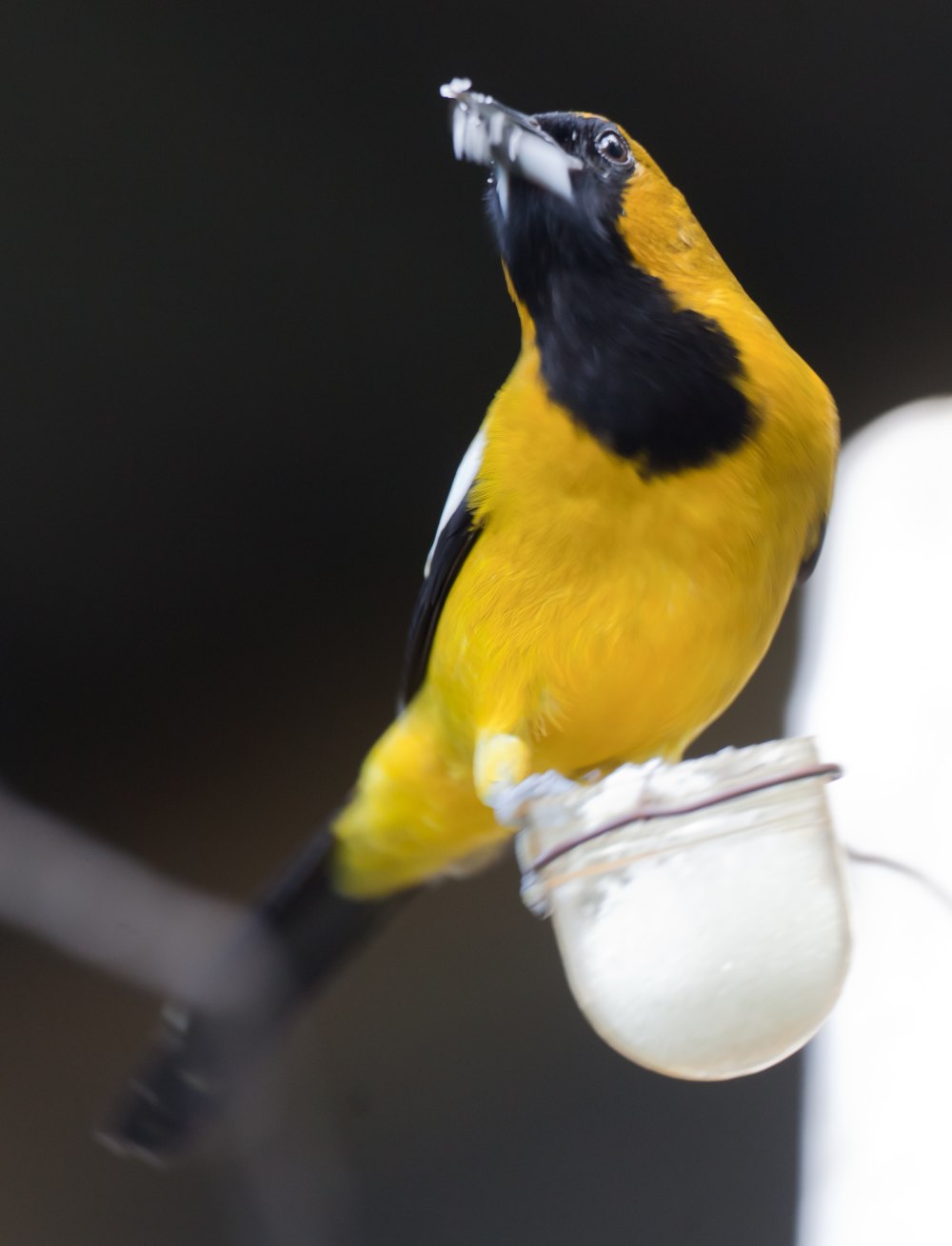 Icterus leucopteryx