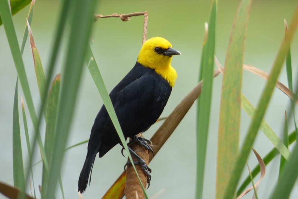 Yellow-Hooded Blackbird