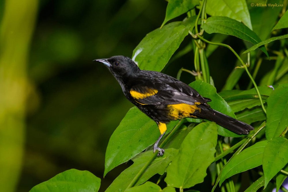 Martinique Oriole