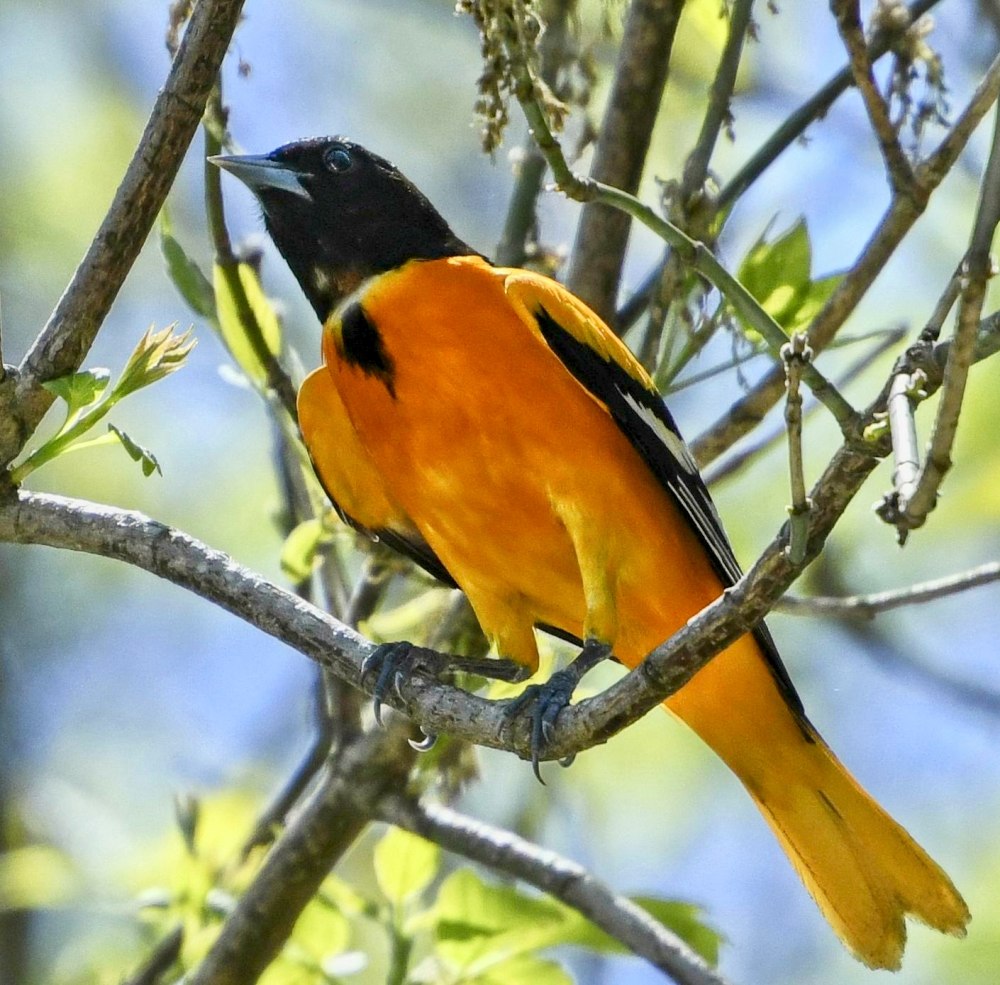 Icterus galbula