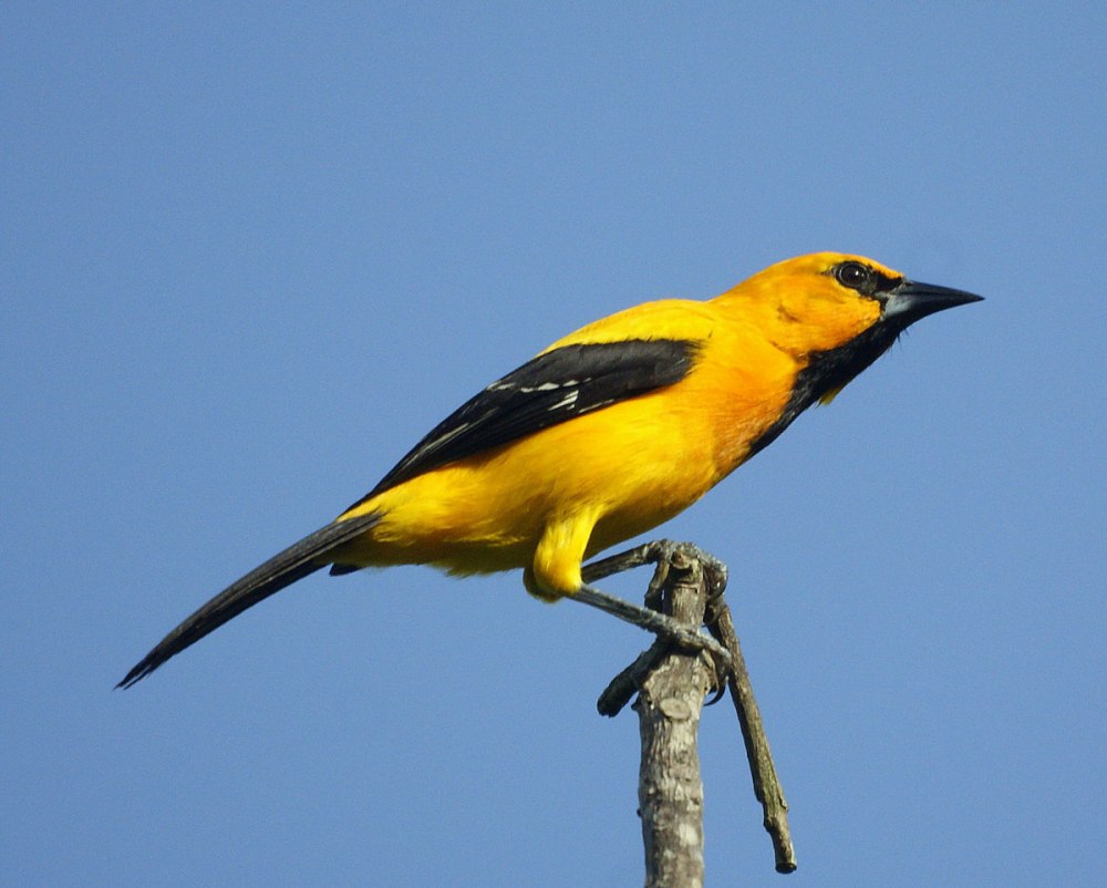 Icterus nigrogularis