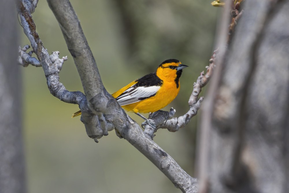 Icterus bullockii