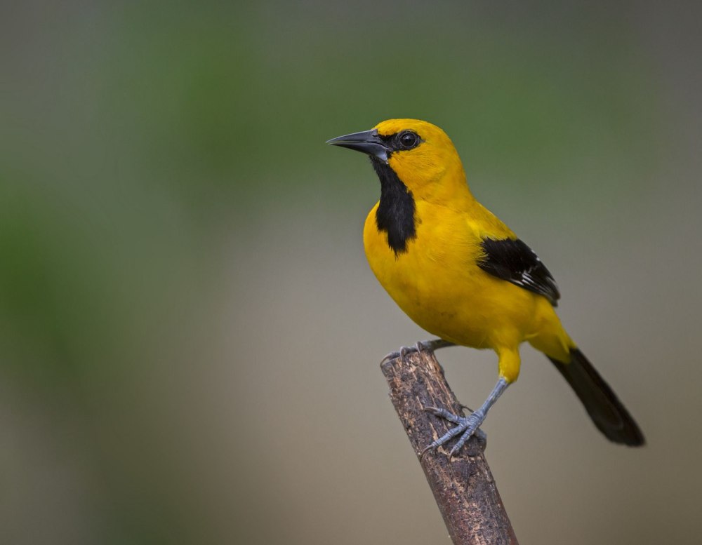 Vardun Icterus