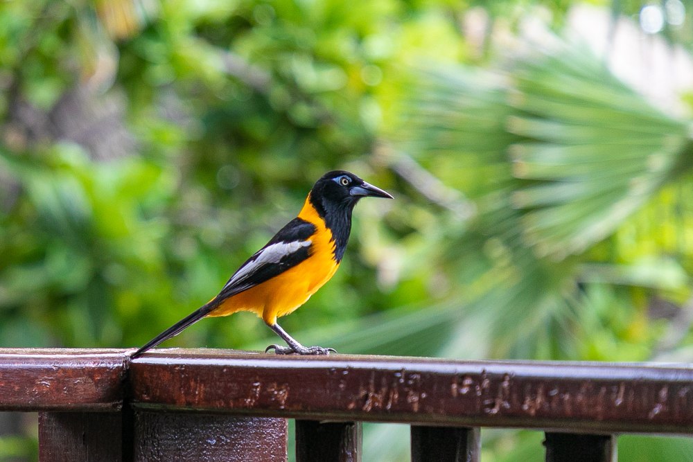 Иволга Одюбона (Icterus graduacauda)