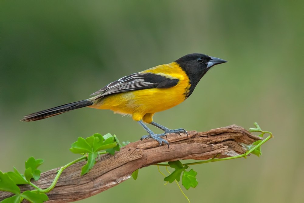 Oriole 910
