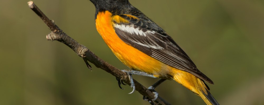 Icterus galbula