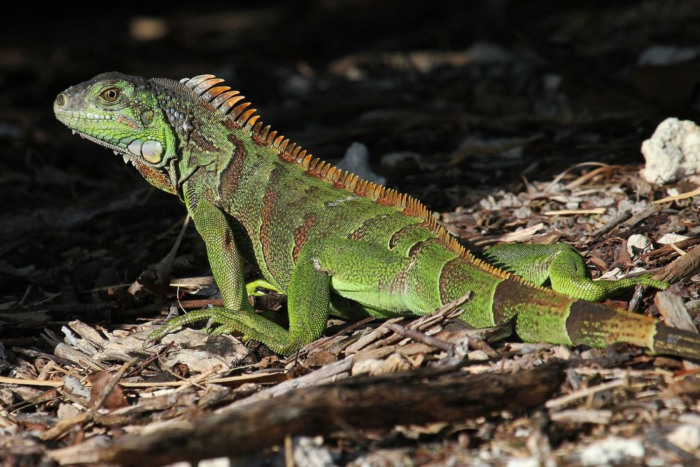 Гибридная игуана (Hybrid Iguana)