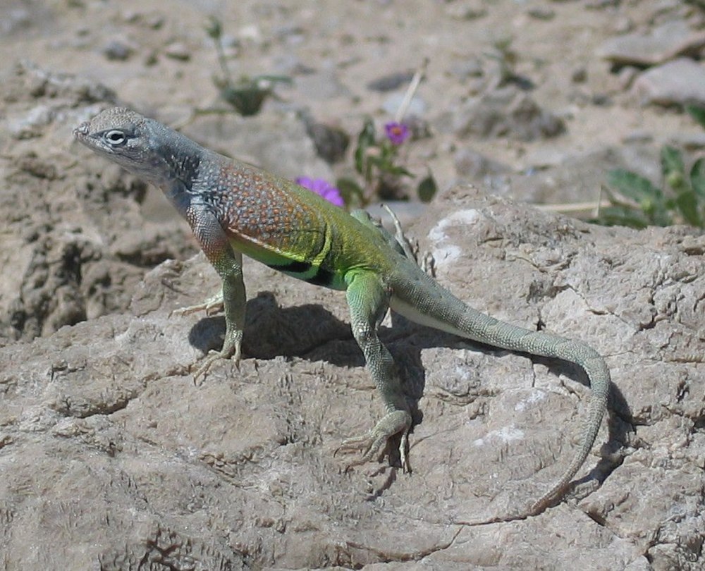 Cophosaurus texanus