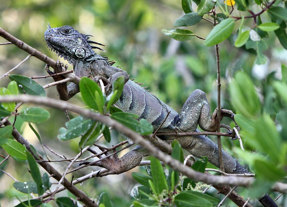 Iguana парк кант