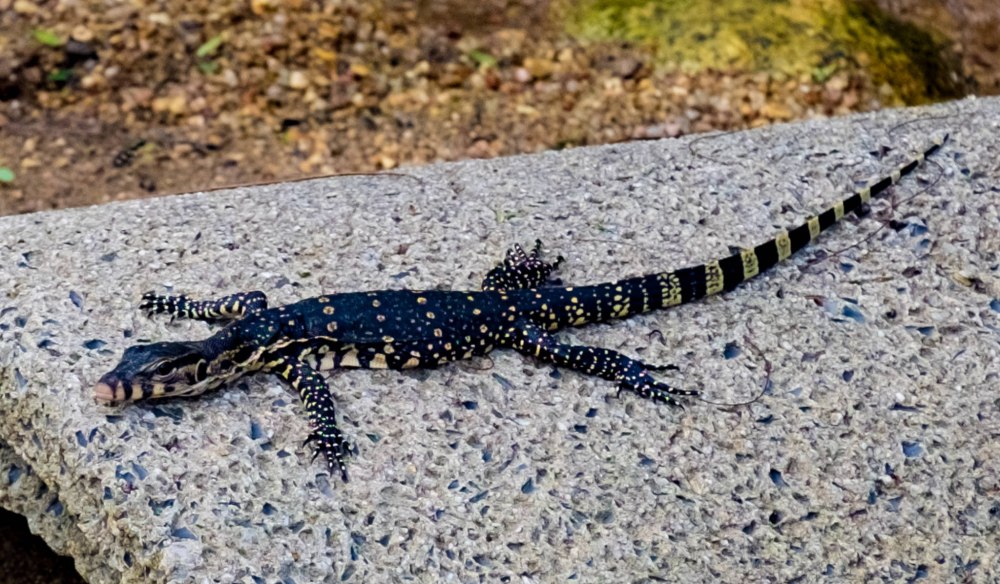 Перевод 'Arm Lizard'